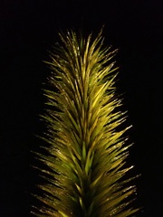 Chihuly glass art